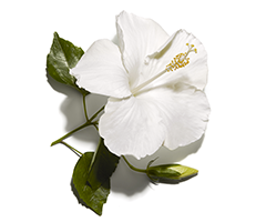 Huile d'hibiscus Huile d'hibiscus