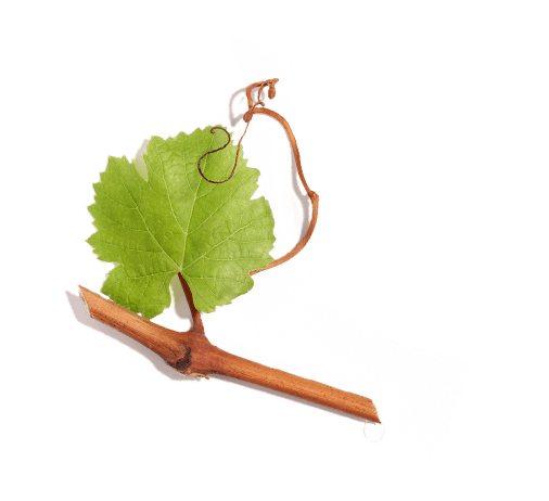 Viniferine