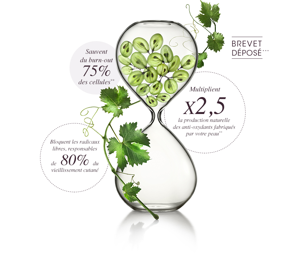Polyphénols - Une efficacité prouvée